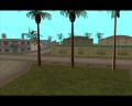 Palm trees.jpg